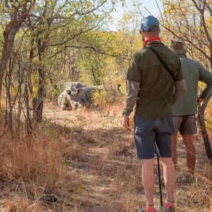 16 Day Zimbabwe and Botswana Safari Wildlife Explorer