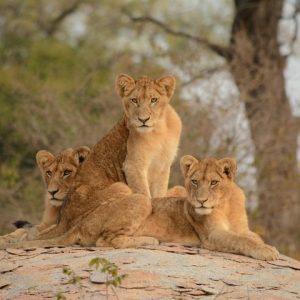 19 Day Okavango, Chobe and Kruger Tour