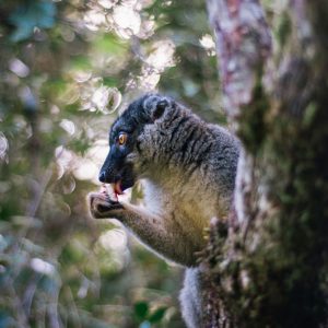 14 Day Madagascar Adventure Tour
