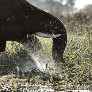 10 Day Botswana Safari