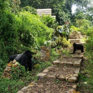 8 Day Uganda Private Gorilla Safari