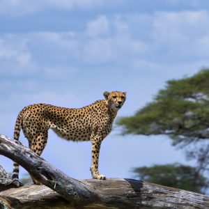 8 Day Tanzania Premium Wildlife Safari