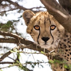 11 Day Wildlife & City Lights: Kruger & Cape Town Fly-In