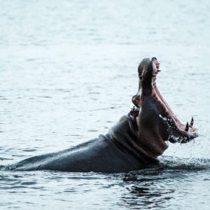 12 Day Etosha, Delta And Chobe Adventure