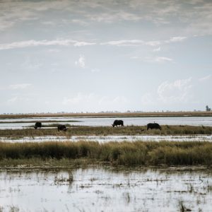 12 Day Botswana’s Best: Luxury & Wildlife Encounters