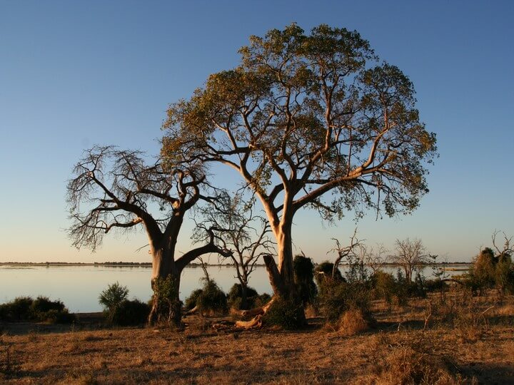 DAJB Day 6: Gweta – Kasane, Botswana