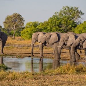 9 Day Grand Botswana Tour: Moremi, Savuti and Chobe