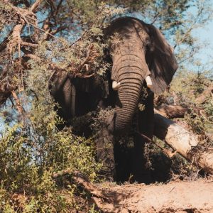 14 Day Namibia & Botswana Tour 3-4 Star Accommodation