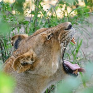30 Day Okavango Delta to Nairobi Overland