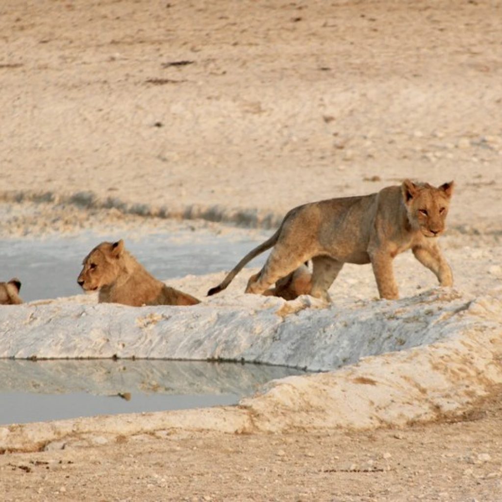 14 Day Namibia’s Ultimate Family Safari
