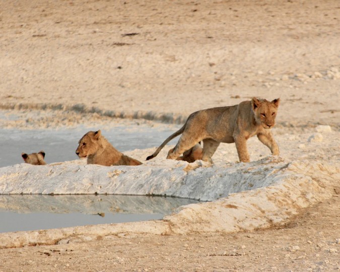 African Overland Tours