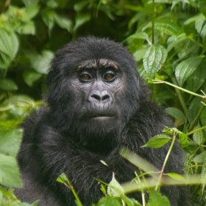 6 Day Rwanda and Uganda Gorillas Safari