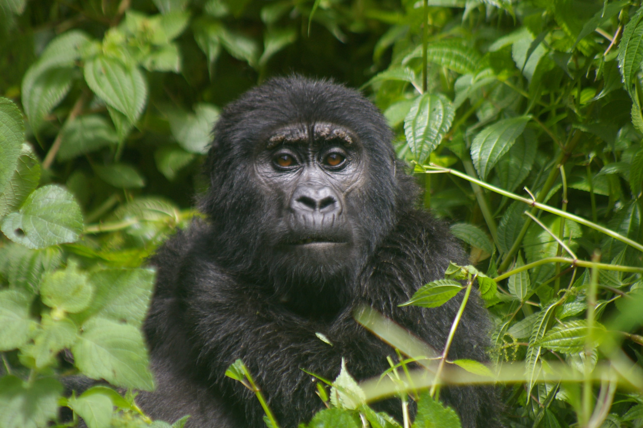 6 Day Rwanda and Uganda Gorillas Safari