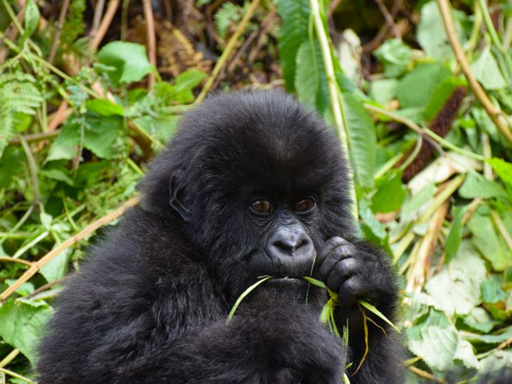 Uganda Gorillas