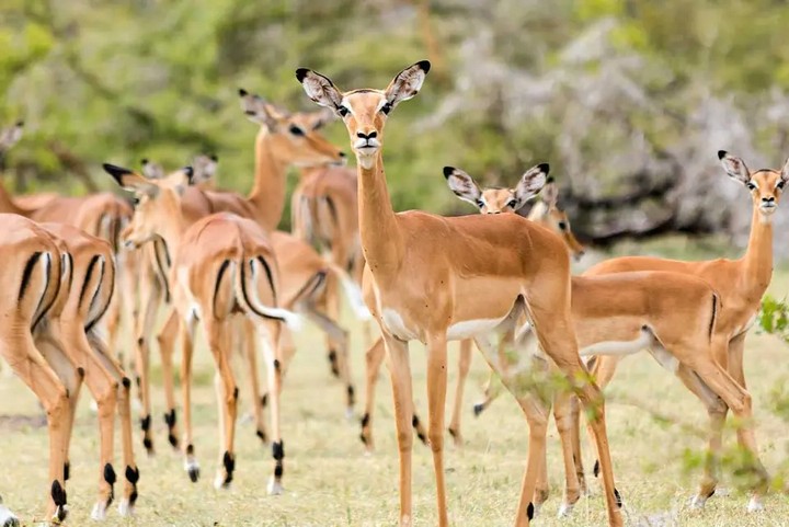 African Overland Tours INTR