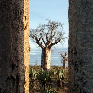 10 Day Ultimate Madagascar Wildlife & Culture Expedition