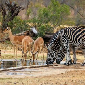 31 Day Cape Town to Johannesburg via Zimbabwe Safari Tour