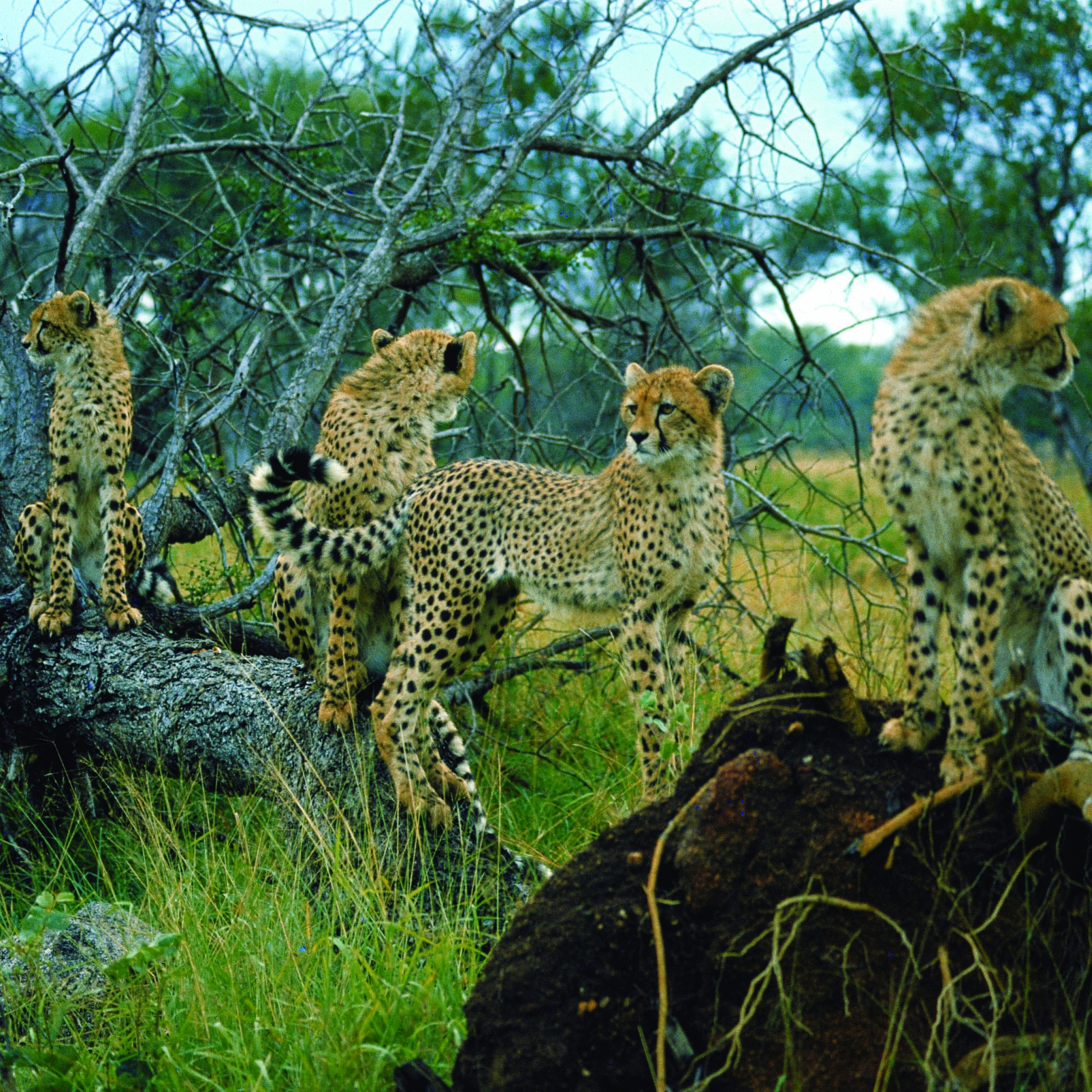 NAM14 Day 12: Kruger National Park – South Africa (NEW) 2026