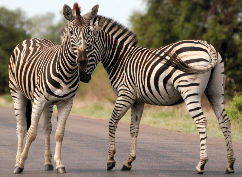 7 Day Johannesburg to Victoria Falls (Comfort) Overland