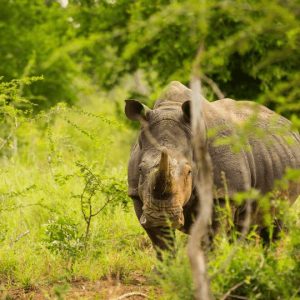 9 day Beach and Bush Overland