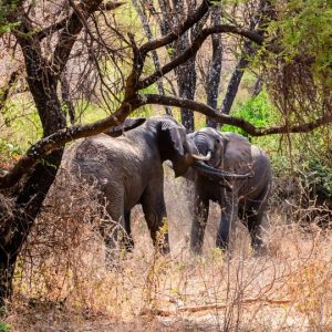 13 Day Nairobi to Zanzibar Adventure