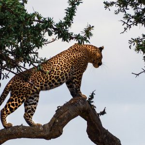 24 Day Nairobi to Livingstone Tour