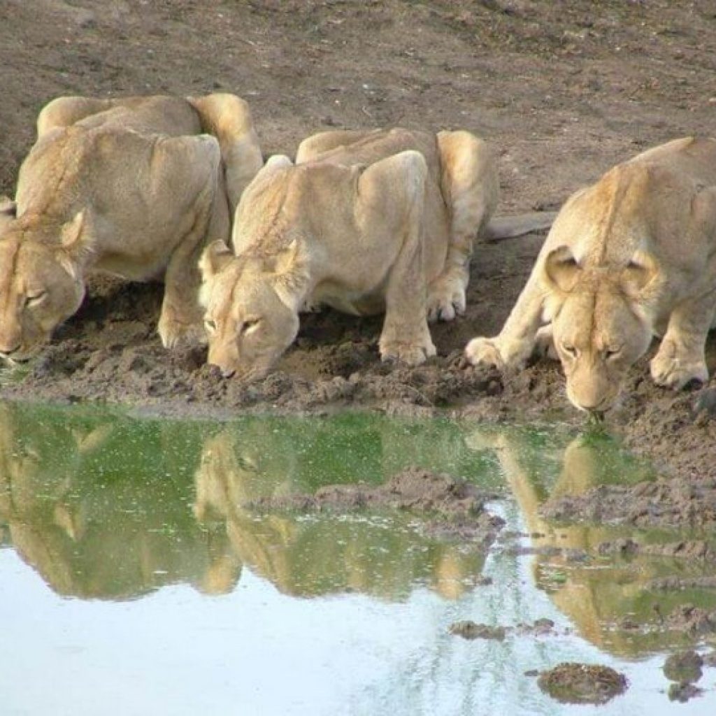 14 Day Northern Namibia Private Safari