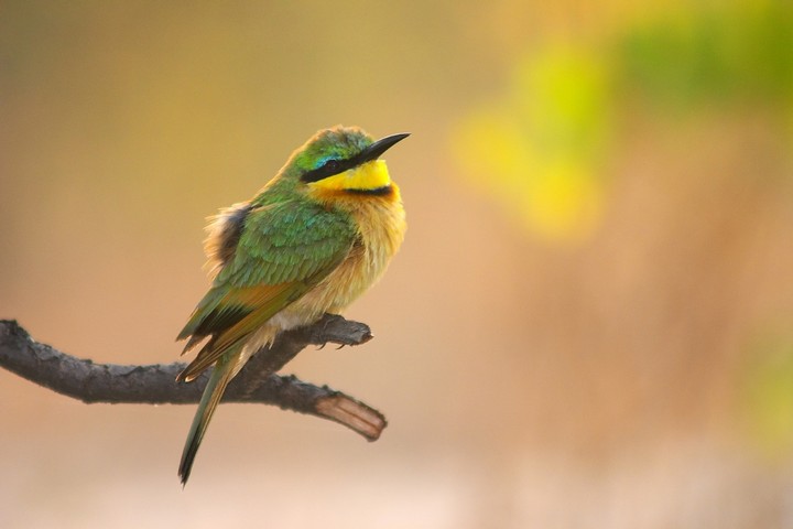 African Overland Tours