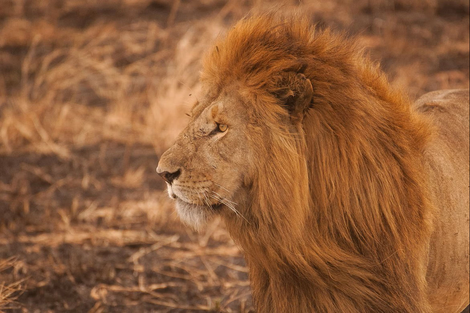 40 Day Cape Town to Serengeti Adventure