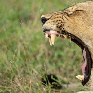 9 Day Safari Adventure: Zimbabwe Gems