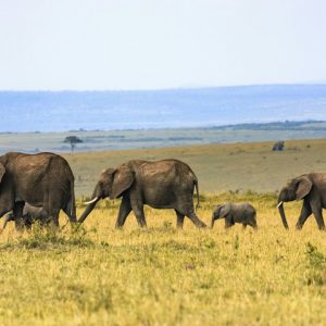 19 Day Tanzania: Peak to Paradise