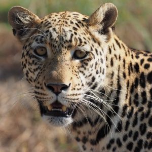 6 Day Botswana’s Heartbeat: Moremi & Delta Mobile Camping Adventure