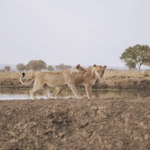 49 Day Cape Town to Kenya Overland Tour