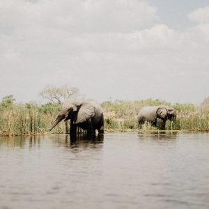 22 Day Cape Town to Victoria Falls Tour