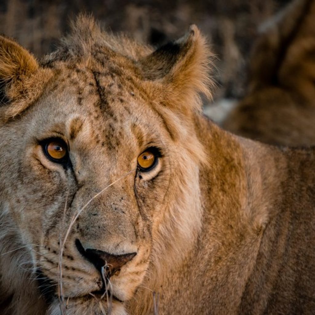 16 Day Kenya and Tanzania Family Safari