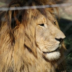 20 Day Explorer – Mountain Majesty & Coastal Bliss (Accommodated)