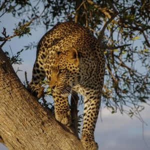 8 Day Unforgettable Encounters: Gorillas & Wildlife in Uganda & Rwanda