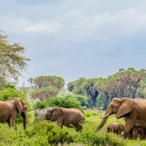 7 Day Kenya Classic Safari – Private Lodge Safari