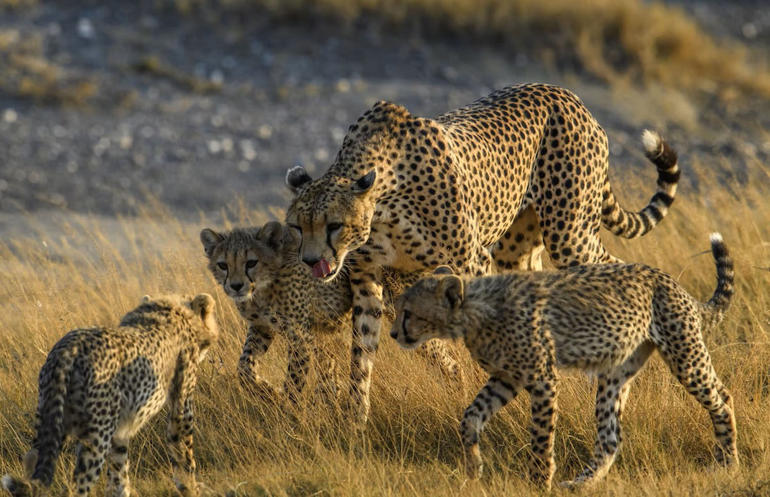 DSBNG Day 7: Karongwe Private Game Reserve, South Africa