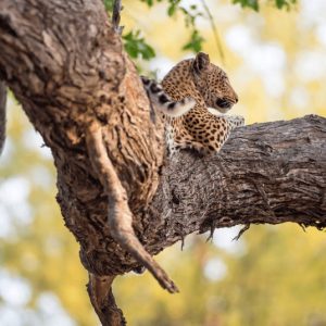 21 Day Nairobi to Livingstone Tour