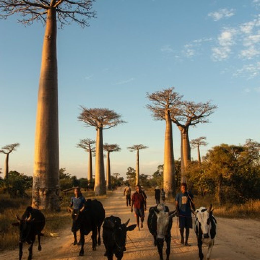 12 Day Ultimate Madagascar Explorer: Nature, Culture & Island Wonders