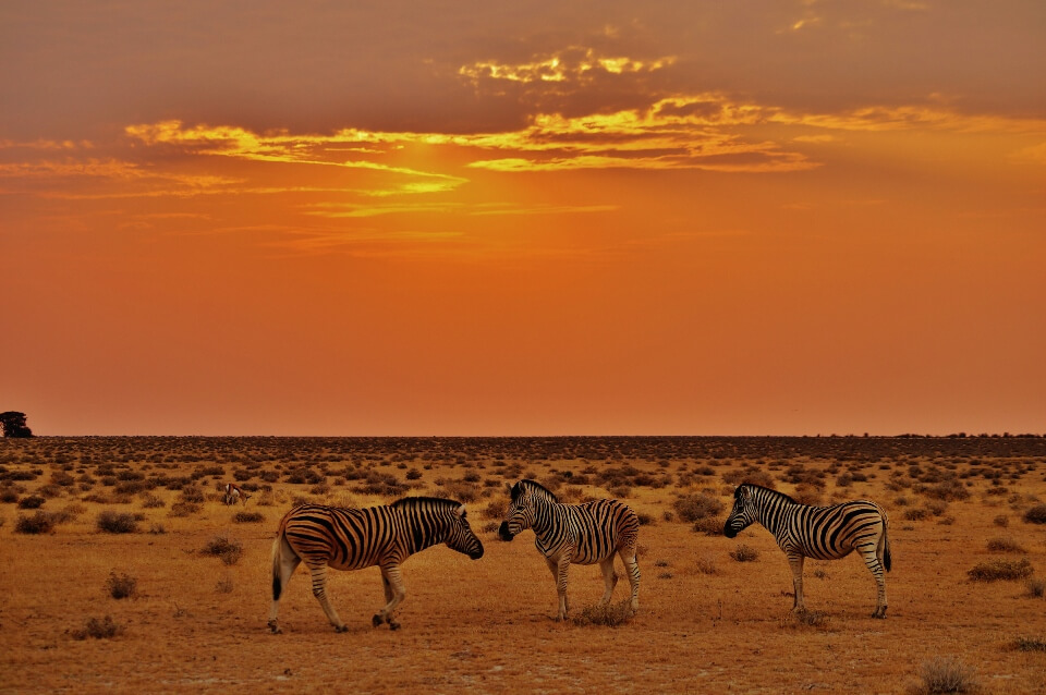 Namibia Etosha