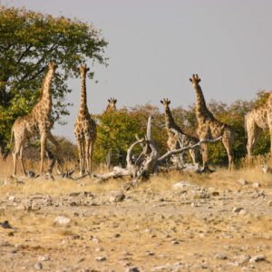 12 Day Windhoek to Cape Town Tour