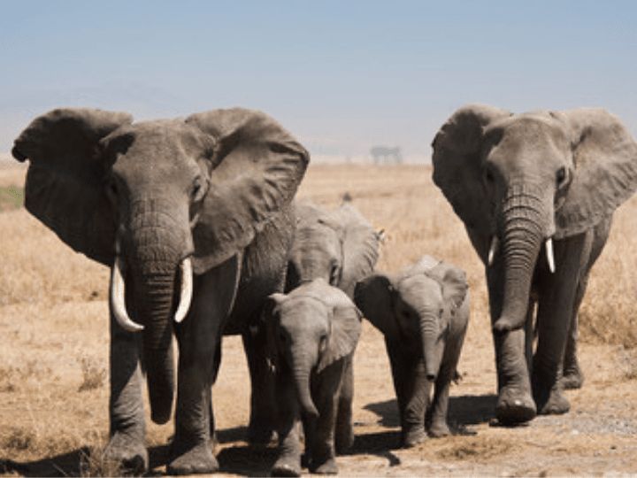 Tanzania Serengeti Elephants