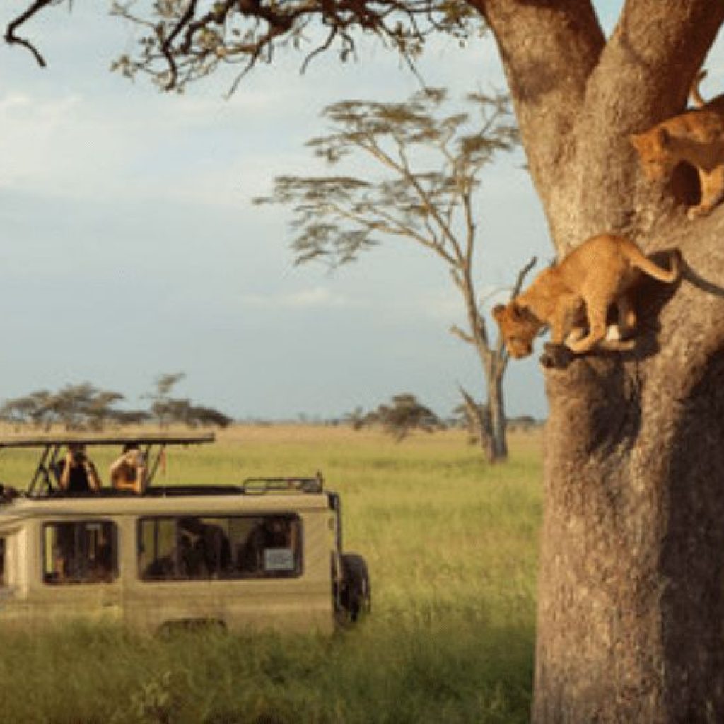 40 Day Serengeti to Cape Town Overland Adventure