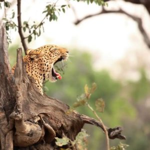 8 Day Zambia’s Premier Adventure: Wild Zambezi and Luangwa