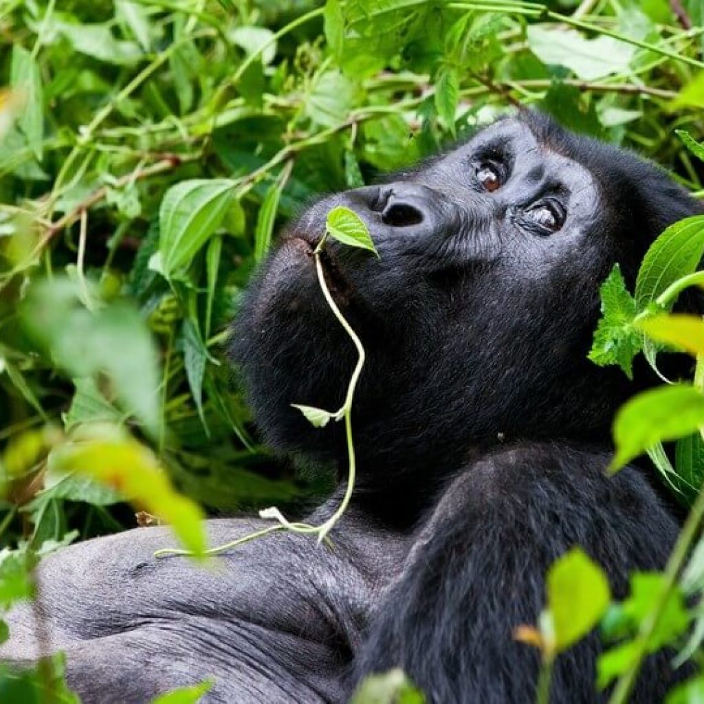 14 Day Gorillas and Game Parks Safari