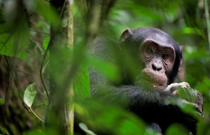What is so special about Chimpanzee tracking?