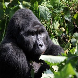 8 Day Uganda Gorilla Trekking Lodge Tour