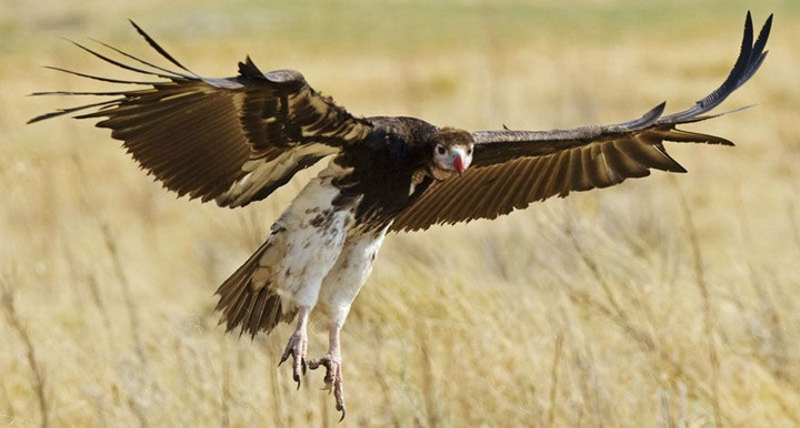 African Overland Tours